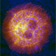 cellll1262444001.jpg