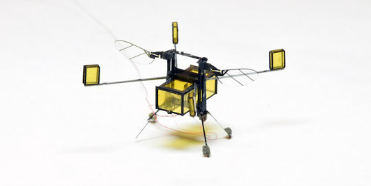 RoboBee