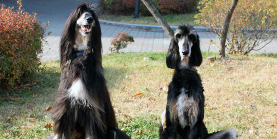 Klonlanan köpek