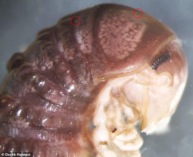 Troglomyces twitteri