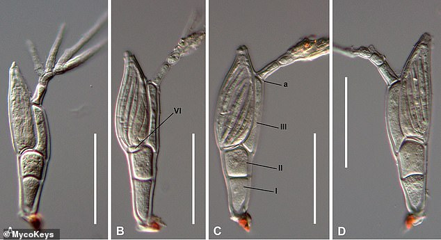 Troglomyces twitteri nedir