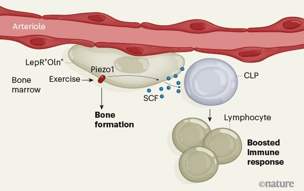 exercise-immune-system-boost-study.jpg